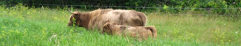 Grass Fed Beef-SHC