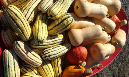 Assorted Squash