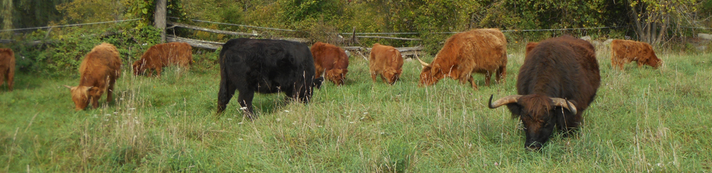 highland cattle meat quality