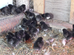 One Week Old Chicks