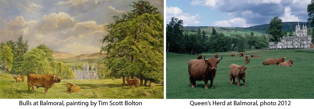 Scottish Highland Cattle at Balmoral Castle