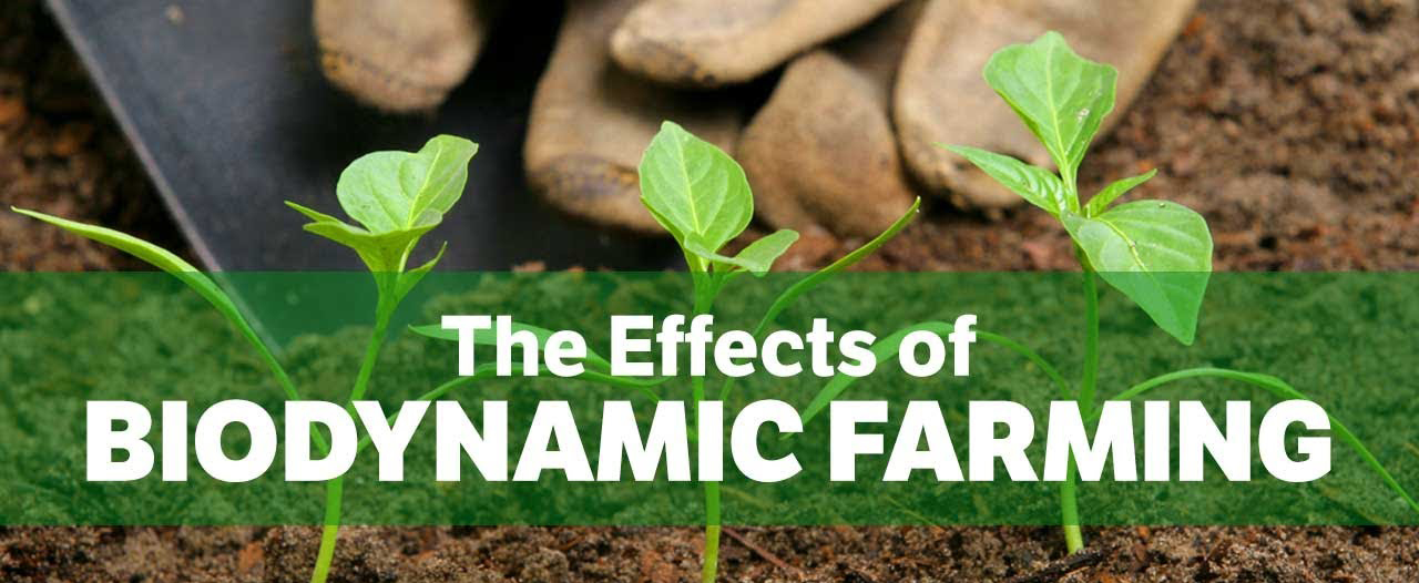 Learn more about biodynamic agriculture and food forest in