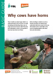 Why Cows Have Horns