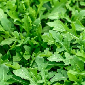 Arugula