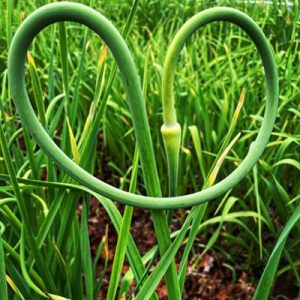 Garlic Scapes