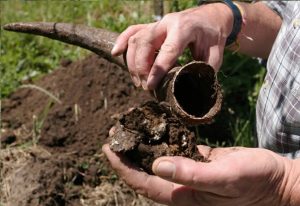Biodynamics