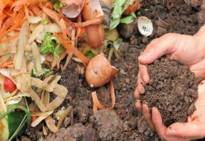 Compost & Soil