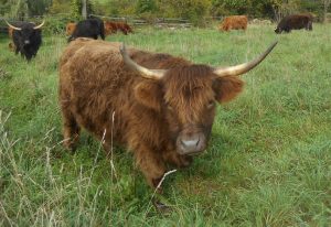 Livestock