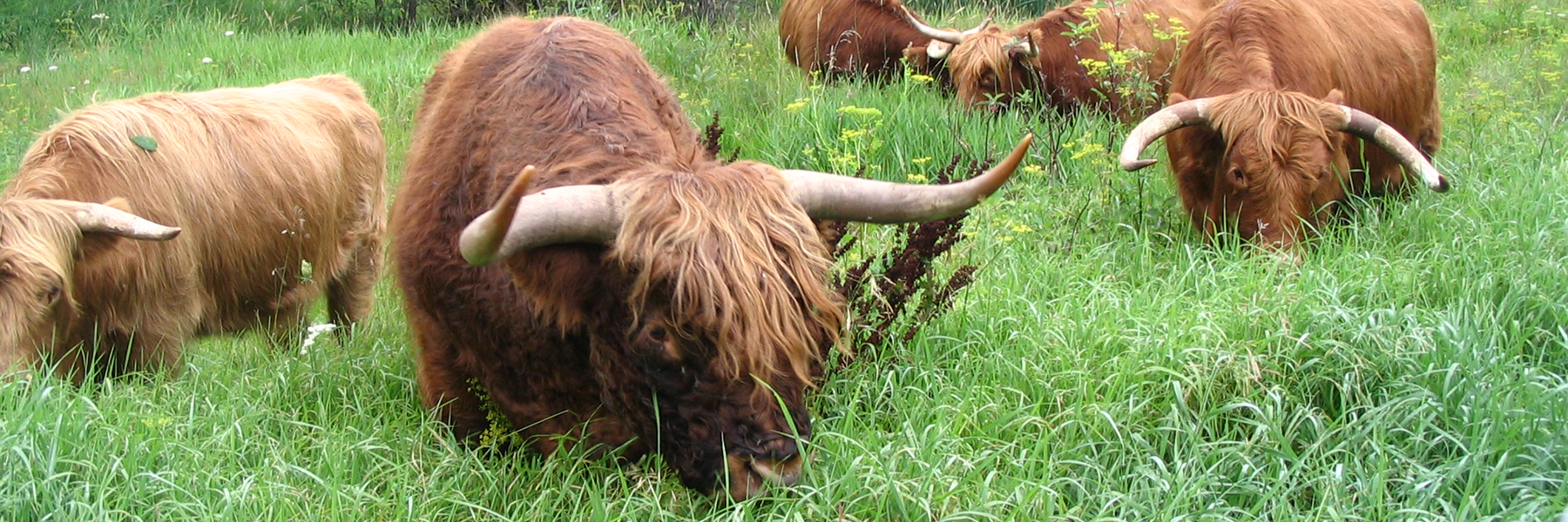 EHF_Banner_Cattle-01 Cows in Pasture