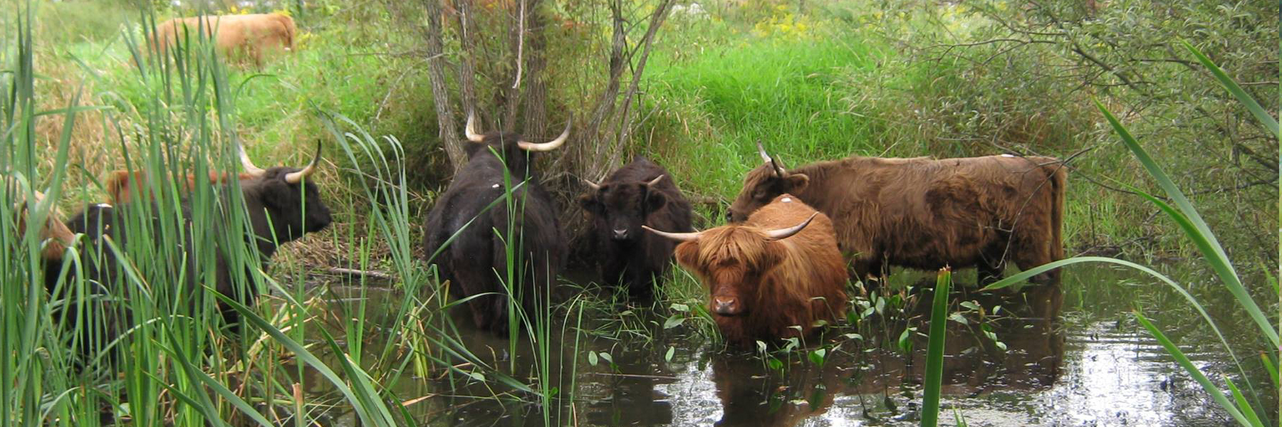 EHF_Banner_Cattle-03 Cows in Pond