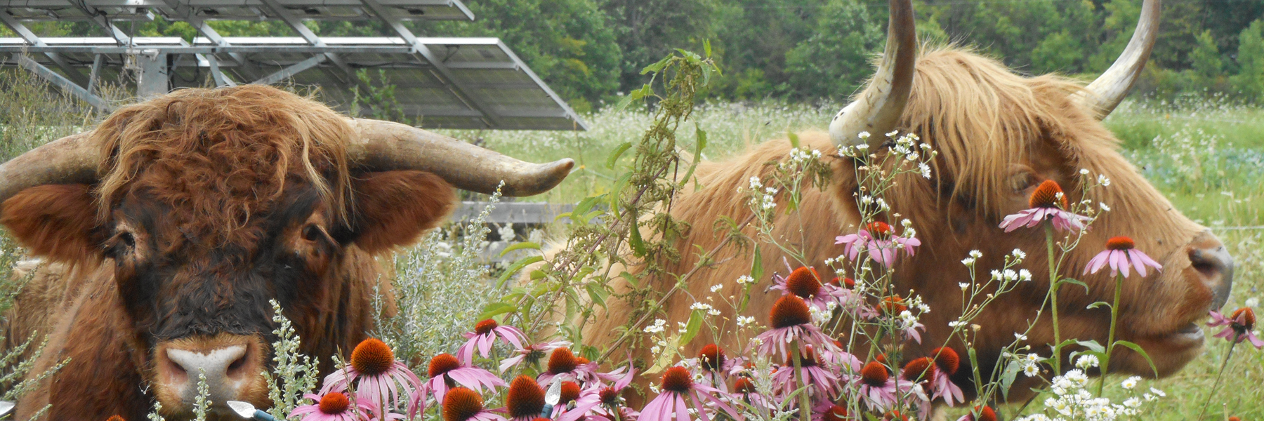 EHF_Banner_Cattle-04 Donate to Earth Haven Farm