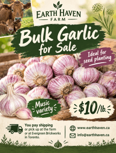 Bulk Garlic Sale