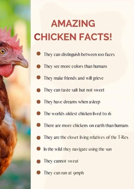 Amazing Chicken Facts