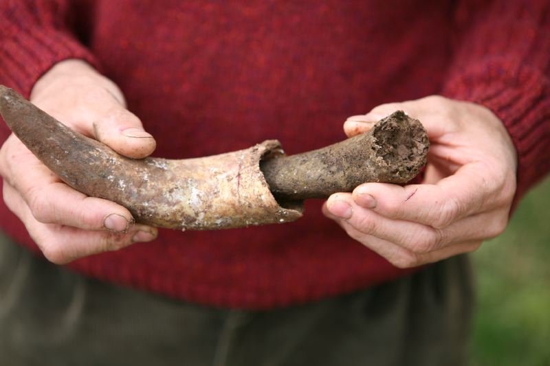 Biodynamic Horn Preparation