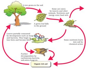 Decomposition Cycle