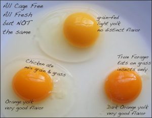 Egg Yolk Colours