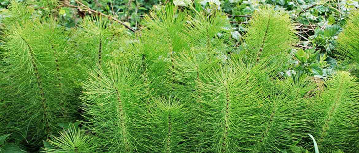 Horsetail Equisetum