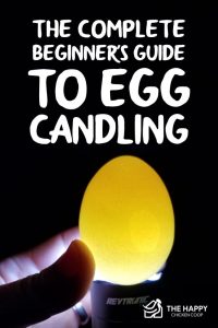 How to Candle Eggs