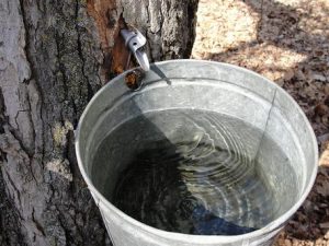Maple Water Sap