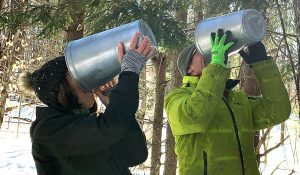 Drinking Maple Water Sap