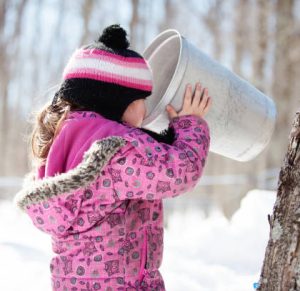 Drinking Maple Water Sap