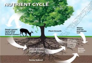 Nutrient Cycle