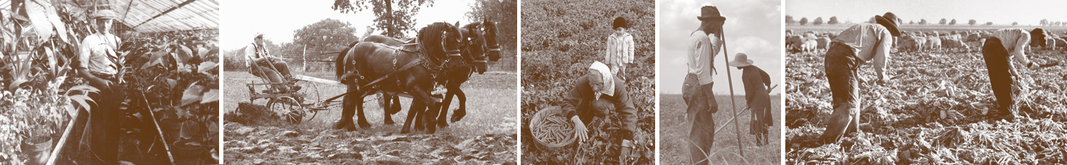 Wisdom of Our Elders, planting and cultivating