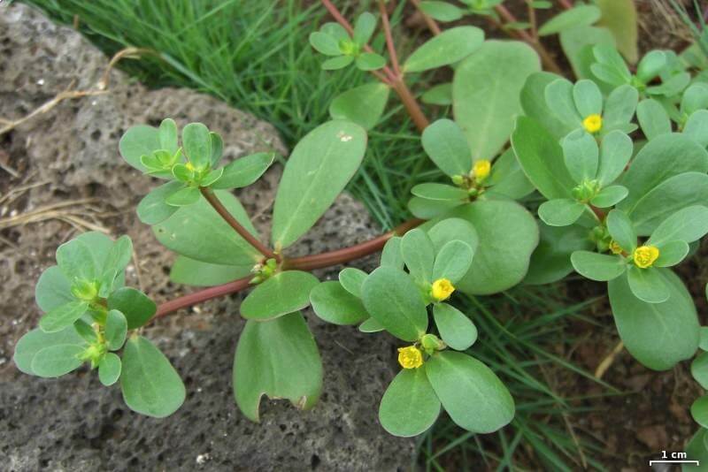 Purslane