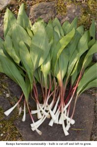 Wild Leeks or Ramps