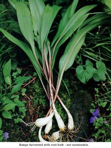 Wild Leeks or Ramps
