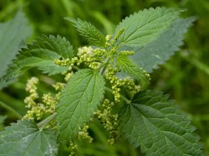Stinging Nettle