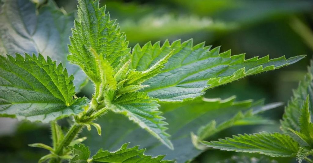 Stinging Nettle