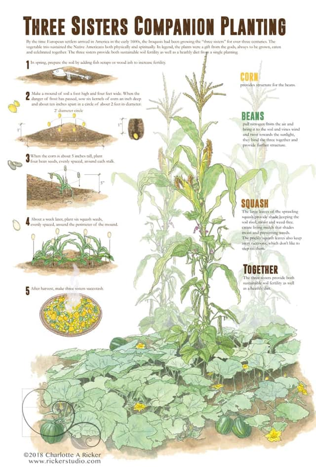 Three Sisters Planting