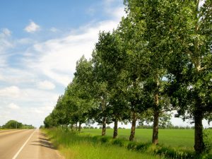 Windbreaks 2