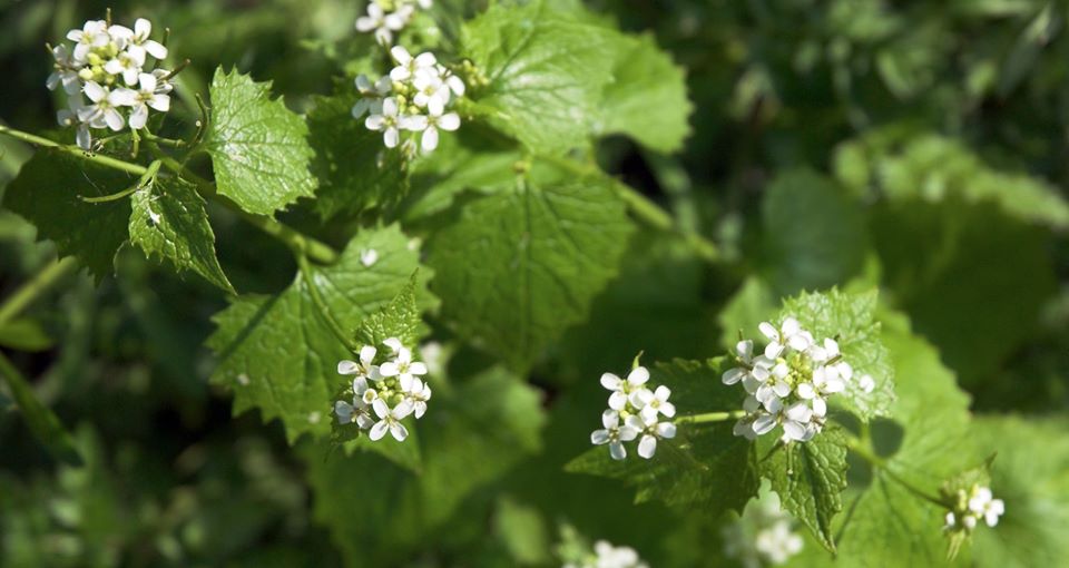 Garlic Mustard Plant