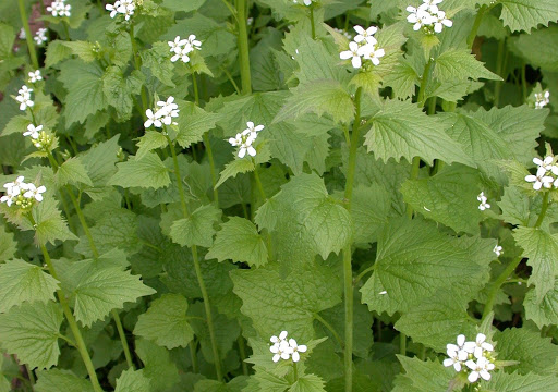 Garlic Mustard Plant