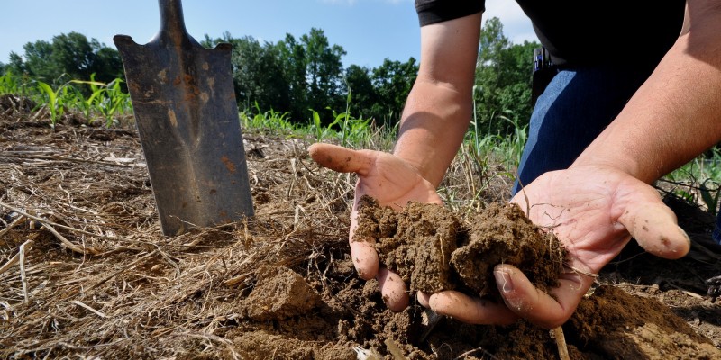 Soil in the Hands