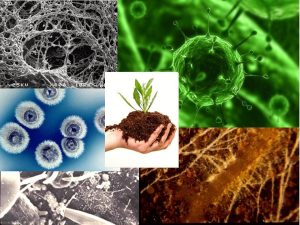 Soil Microbes