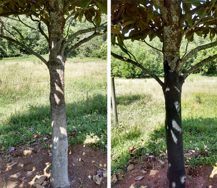 Biodynamic Tree Paste Before and After
