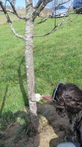 Biodynamic Tree Paste JPI