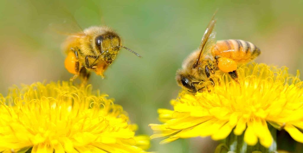 Bee with Pollen
