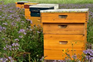 Bees in Agriculture