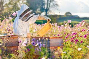 Beekeeper in Meadow