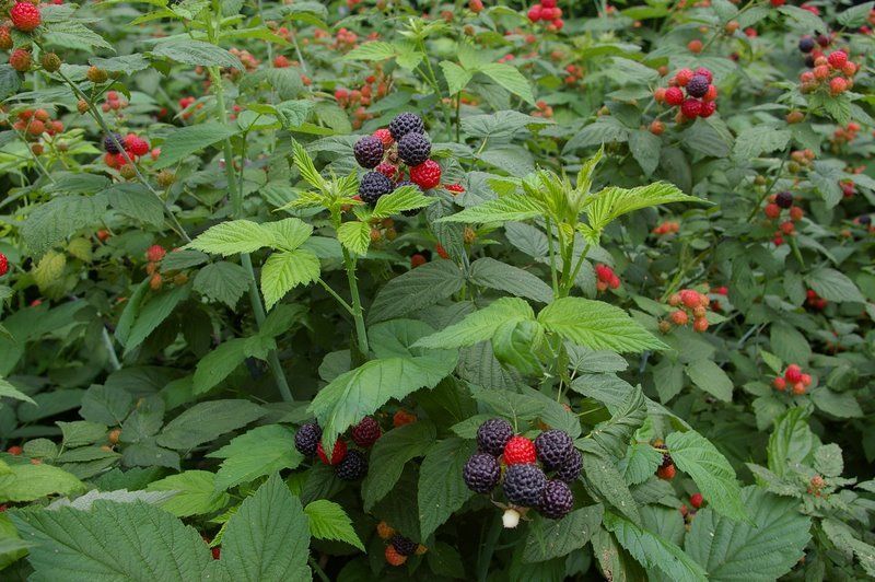 Black Raspberries