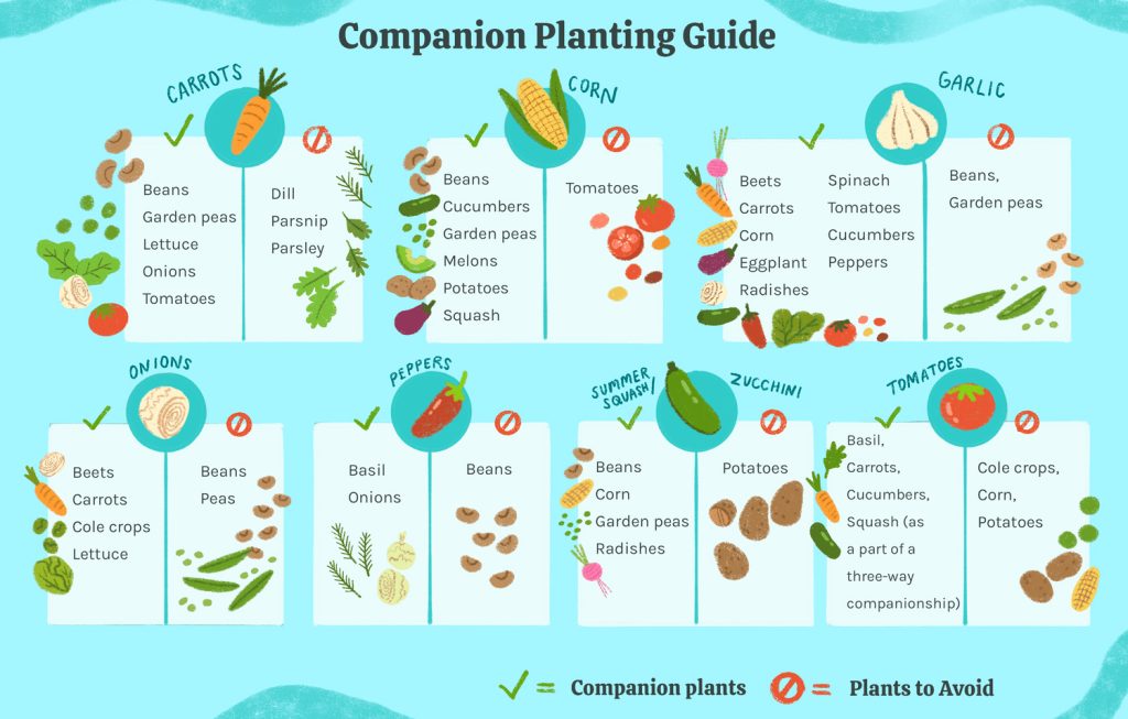 Simple Companion Planting Chart