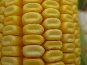 Dent Corn