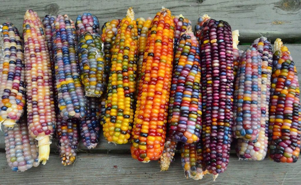 Colours of Dent Corn