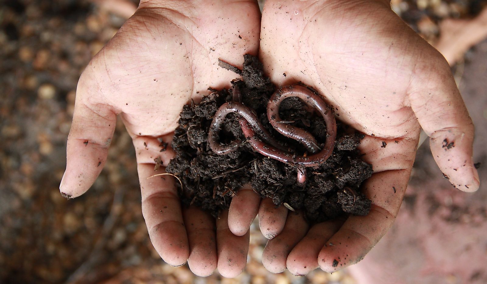Earthworms in Hands