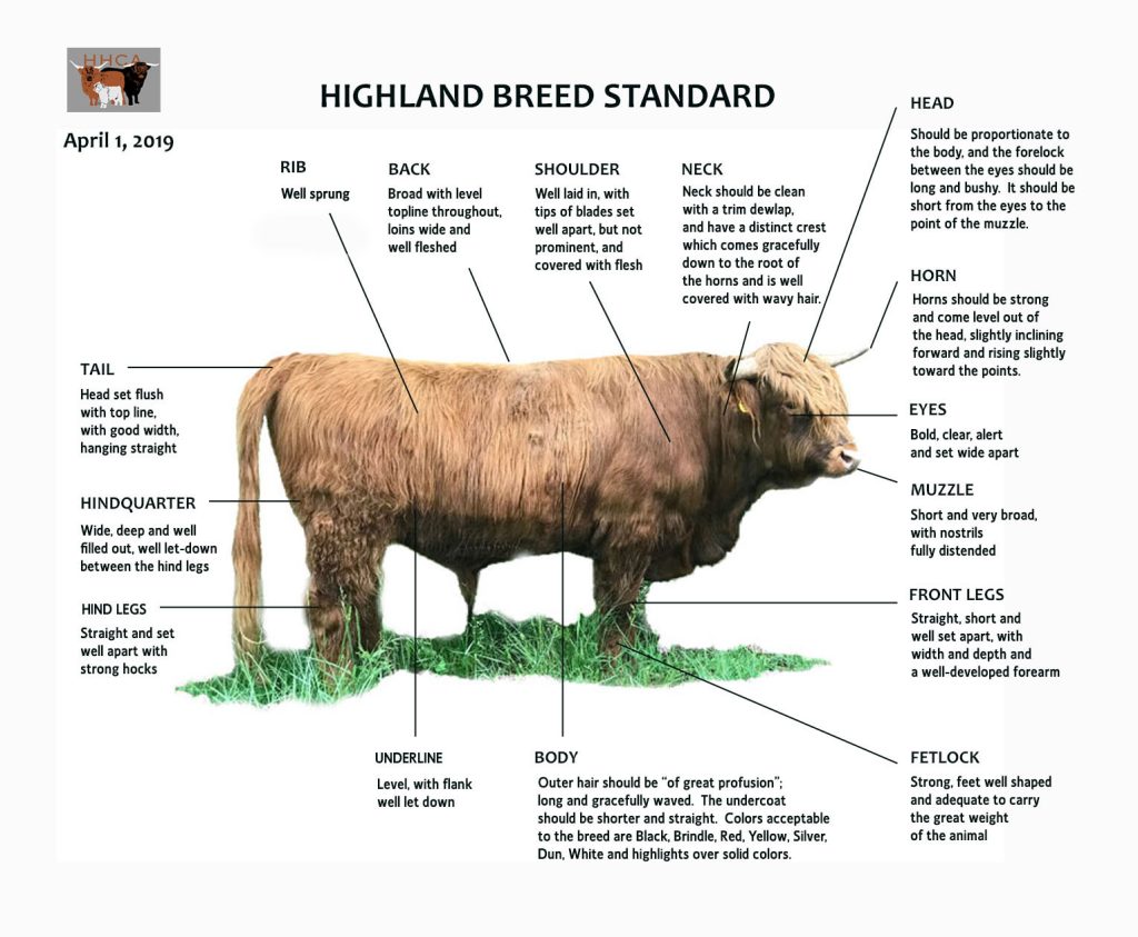 Male Highland Cattle Standards