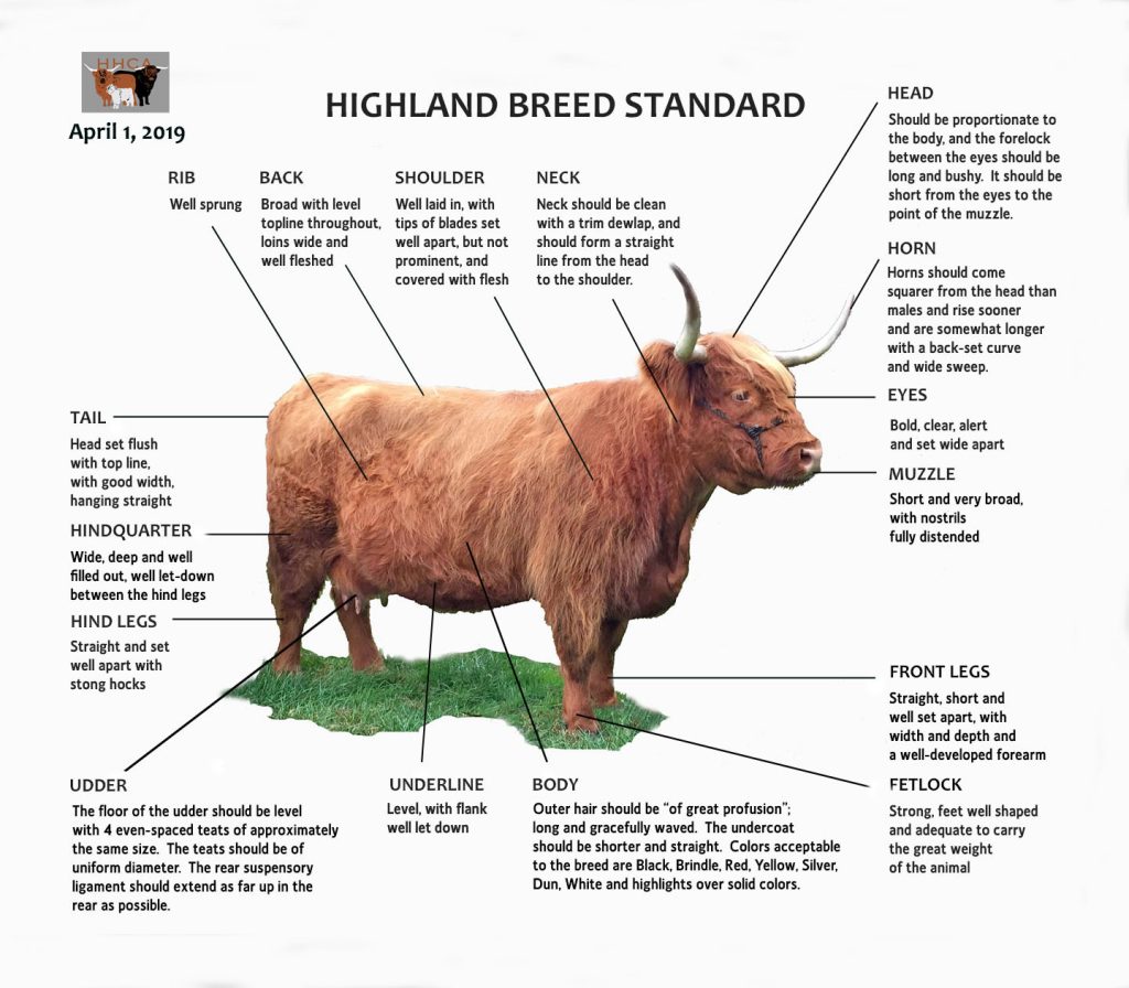 Female Highland Cattle Standards